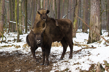 Rodzina żubrów  w starym lesie Pszczyny Jankowic Polska © kubikactive
