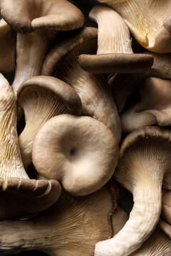 Fresh oyster mushrooms, top view, close-up. Oyster mushrooms background.