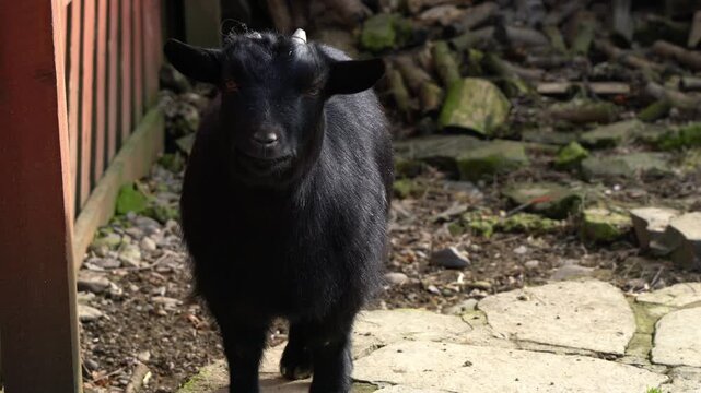 A small black goat with short horns stands on a stone path in a farmyard