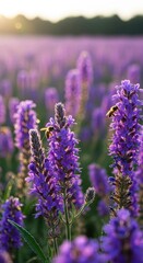 Naklejka premium Lavender field at sunset with bees collecting pollen.