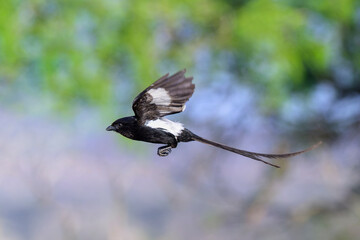 Magpie shrike (Urolestes melanoleuca) flying, Kruger national park, Mpumalanga, South Africa.