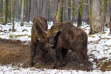 Rodzina żubrów  w starym lesie Pszczyny Jankowic Polska © kubikactive