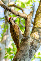 Bearded Woodpecker (Dendropicos namaquus) adult male, clinging to tree feeding on insects, Kruger national park, Mpumalanga, South Africa.