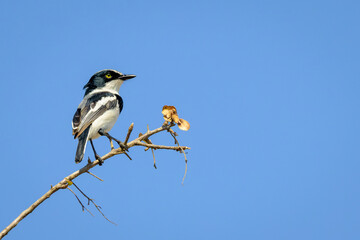 Chinspot Batis (Batis molitor) perched on twig with blue sky, Kruger national park, South Africa.