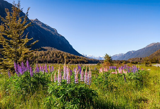 Vibrant purple lupines blooming in grassy meadow with mountains and clear blue sky in Eglinton Valley