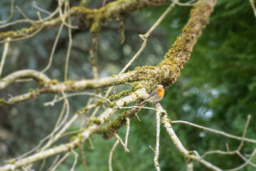 European robin (Erithacus rubecula) sitting on a tree branch in Zurich, Switzerland