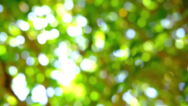 Green Forest Leaves in Spring Morning Sunlight. Bright Trees Swaying in Wind with Sun Rays and Bokeh.