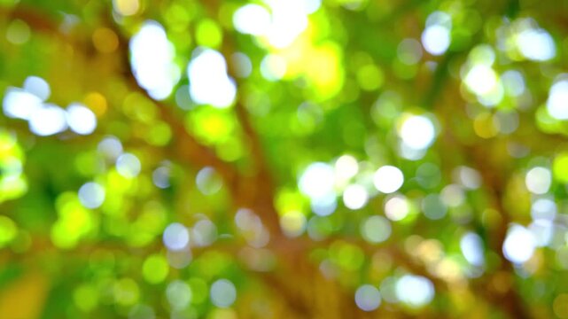 Green Forest Leaves in Spring Morning Sunlight. Bright Trees Swaying in Wind with Sun Rays and Bokeh.