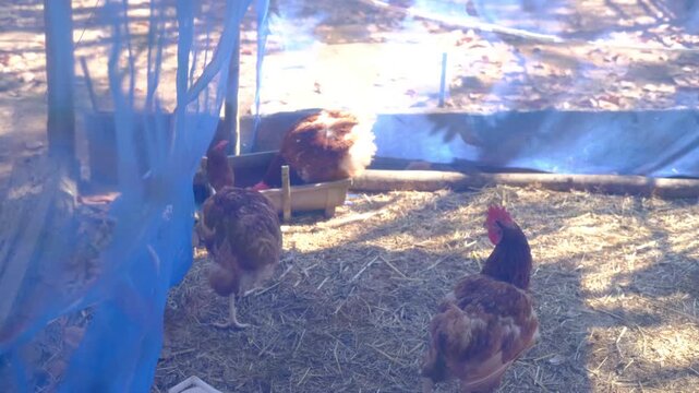 Hens Feeding in a Backyard Poultry Coop. Sustainable Small Scale Organic Farming.