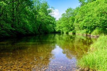 Fototapeta premium Serene river landscape with lush green foliage and clear water