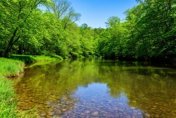 Obraz premium Serene river landscape with lush green foliage and clear water