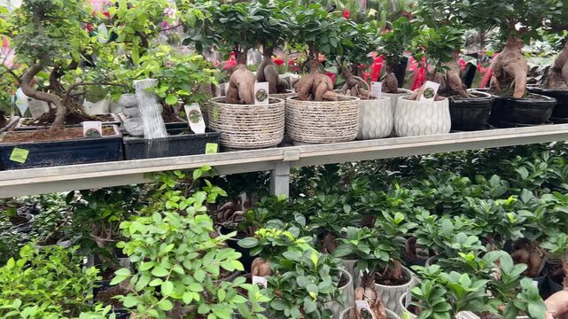 Rows of miniature bonsai trees in ceramic pots and decorative stone fountains displayed on retail shelving in a specialized garden center department.