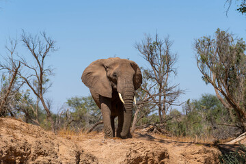 Fototapeta premium Desert-adapted elephants in Damaraland, Namibia, walking through a dry riverbed surrounded by rugged mountains and arid savannah landscape. These rare African elephants have adapted to extreme desert.