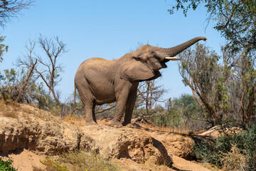 Fototapeta premium Desert-adapted elephants in Damaraland, Namibia, walking through a dry riverbed surrounded by rugged mountains and arid savannah landscape. These rare African elephants have adapted to extreme desert.