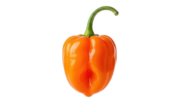Vibrant orange chili pepper isolated on transparent background