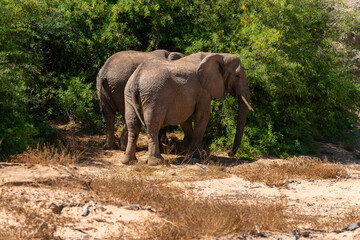 Desert-adapted elephants in Damaraland, Namibia, walking through a dry riverbed surrounded by rugged mountains and arid savannah landscape. These rare African elephants have adapted to extreme desert.