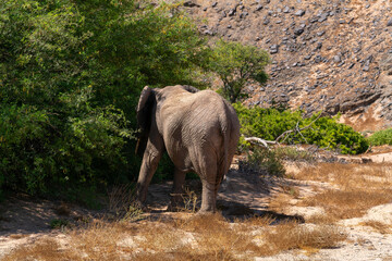 Fototapeta premium Desert-adapted elephants in Damaraland, Namibia, walking through a dry riverbed surrounded by rugged mountains and arid savannah landscape. These rare African elephants have adapted to extreme desert.