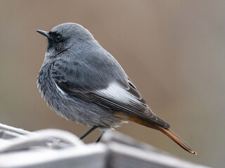  black redstart (Phoenicurus ochruros) 