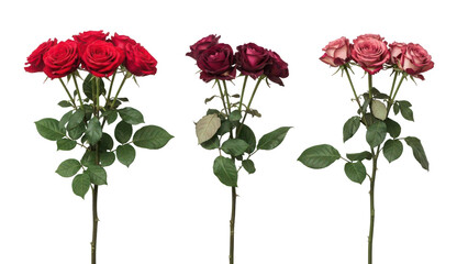 Naklejka premium Three roses isolated on transparent background