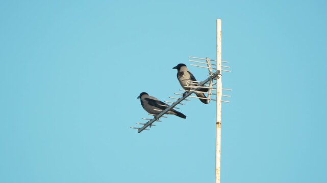 Crows antenna perching, two hooded crows sitting on a metallic television antenna against a bright clear blue sky.