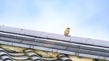 屋根の上のすずめ