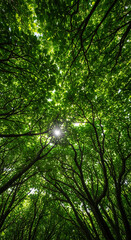 Fototapeta premium Looking up at tree branches with green leaf and sunlight. Illustrates nature's canopy, growth and connection to the earth, symbolizing hope and life