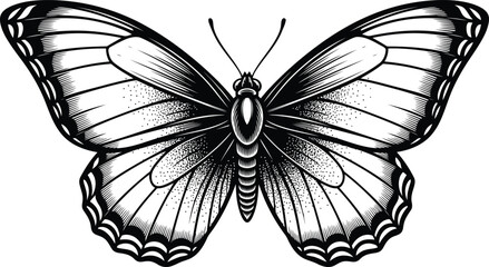 Black and White Butterfly Illustration with Detailed Wings © Ishtiaq