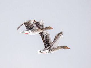 greylag goose (Anser anser) © Nathalie Stockert