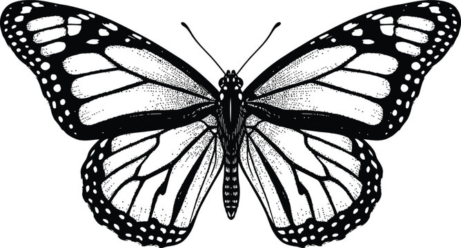 Monarch Butterfly Drawing Detailed Wings Isolated