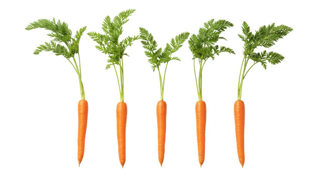 Four whole carrots with green leafy tops isolated on transparent background