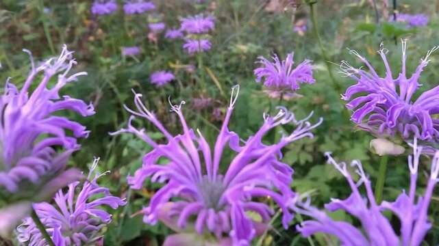 Vibrant Purple Bee Balm Flowers with Unique Petals Bloom Beautifully in a Lush Summer Garden.