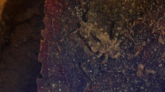 Closeup real time wildlife footage of a Macromia dragonfly larva submerged in a clean mountain freshwater stream in Himachal Pradesh India during winter season daytime.