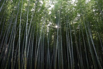Fototapeta premium bamboo forest background