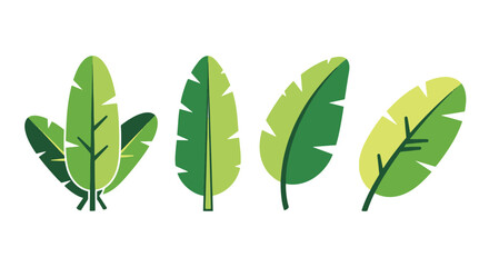 Banana leaf Line art flat abstract color vector © Sabbir