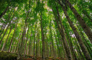 Naklejka premium the sun sets behind the beautiful spring forest