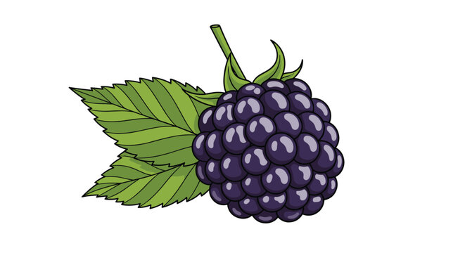Detailed color illustration of a single large blackberry showing individual drupelets and a pair of green leaves with serrated edges for fruit lovers.