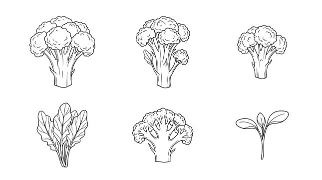 broccoli, 6 black delicate line drawings vector set collection , white background , PNG and SVG