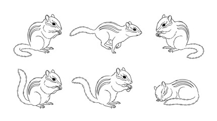 Obraz premium chipmunk, 6 black delicate line drawings vector set collection , white background , PNG and SVG