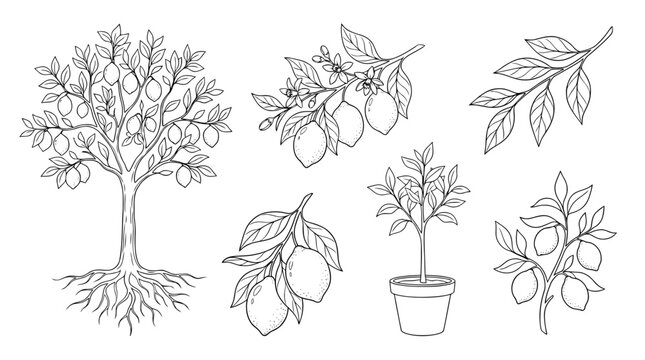 lemon tree, 6 black delicate line drawings vector set collection , white background , PNG and SVG