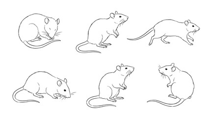 rat, 6 black delicate line drawings vector set collection , white background , PNG and SVG