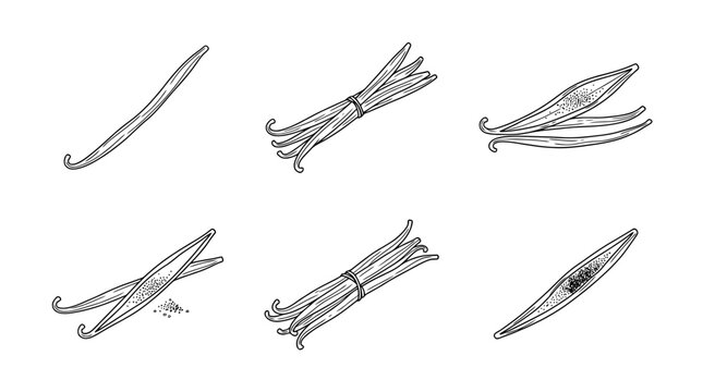 vanilla pod, 6 black delicate line drawings vector set collection , white background , PNG and SVG