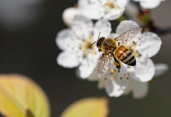 Bee in Flight Approaching White Flowers