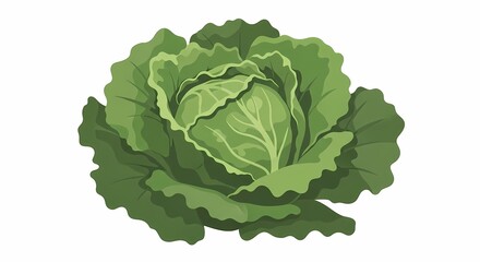 Obraz premium Fresh green cabbage illustration with detailed leafy layers, perfect for health-conscious design projects and organic produce promotion