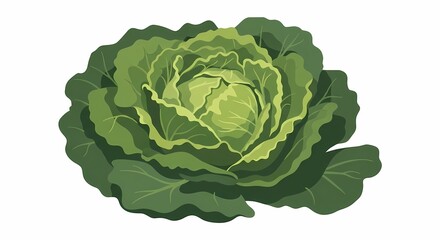 Obraz premium High-quality vector illustration of a fresh green cabbage with detailed leafy texture for healthy food concepts and design projects