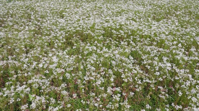 Buckwheat Field Blooming Flowers Hardy Crop Cultivation Landscape