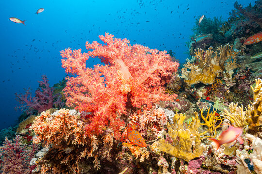 Egypt, Sharm El Sheikh, Alcyonacea - Soft coral - Alcyonarian (Dendronephthya, sp.)