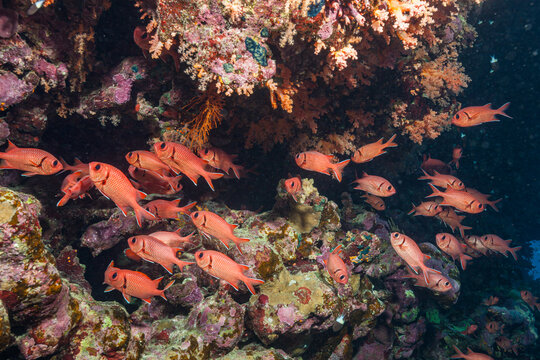 Egypt, Sharm El Sheikh, Blotcheye Soldierfish (Myripristis berndti), Bigscale Soldierfish