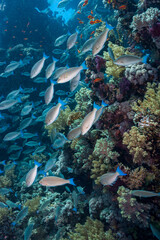 Fototapeta premium Egypt, Sharm El Sheikh, Underwater view