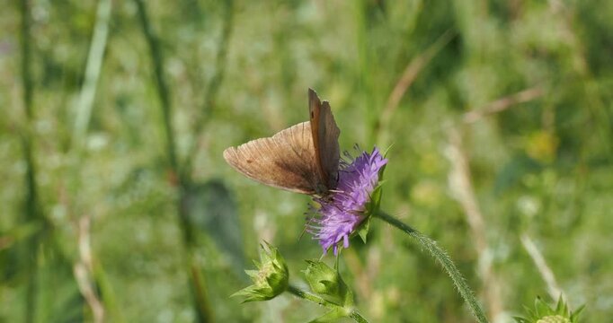 Un myrtil (Maniola jurtina), papillon r&eacute;pandu  pos&eacute; sur une fleur de Kautie des champs resistant s'effor&ccedil;ant de butiner son nectar