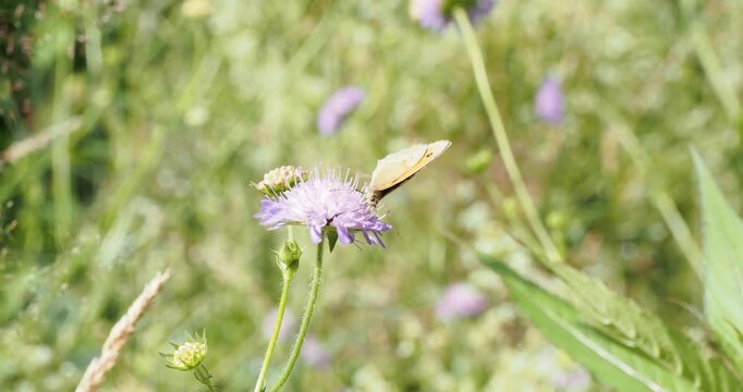 (Maniola jurtina) un myrtil fortement secou&eacute; sur une fleur Knautie des champs (Knautia arvensis) s'effor&ccedil;ant d'en extraire du nectar